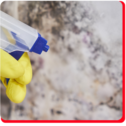 certified commercial mould removal company toronto impact restore